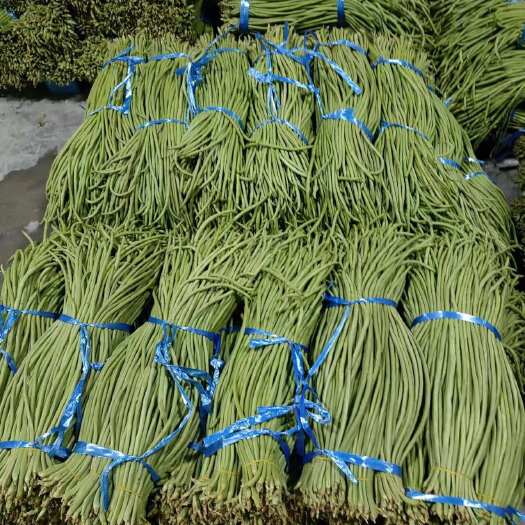 芒市新鲜采摘豆角 云南省德宏州芒市直发 品质保证