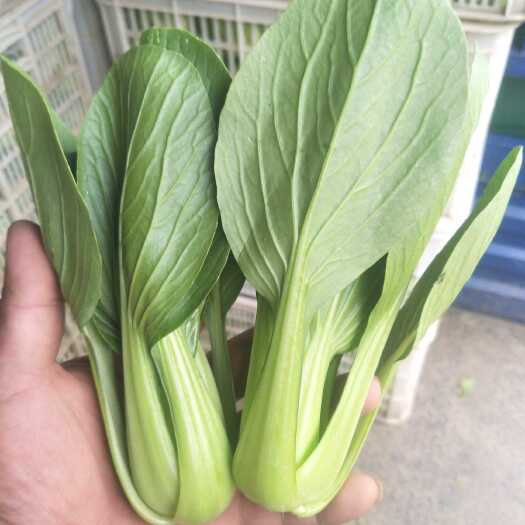 南通南通蔬菜各种叶菜类