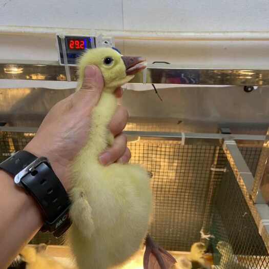 汕头狮头鹅苗特大种鲜活直供 广东澄海区优质养殖基地批发零售
