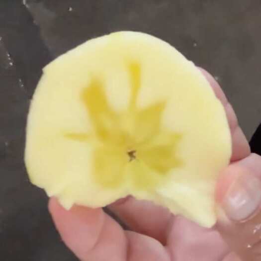 云南昭通野生苹果