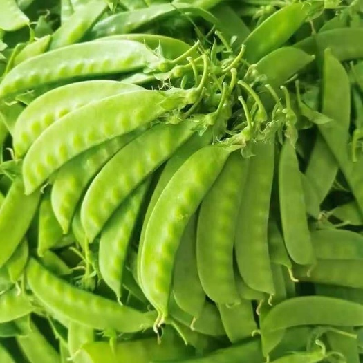 粤北软荚荷兰豆春夏秋四季播种大荚菜豆豌豆