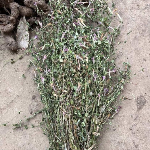 威宁县贵州威宁优质小龙胆草中药材 ，现货供应