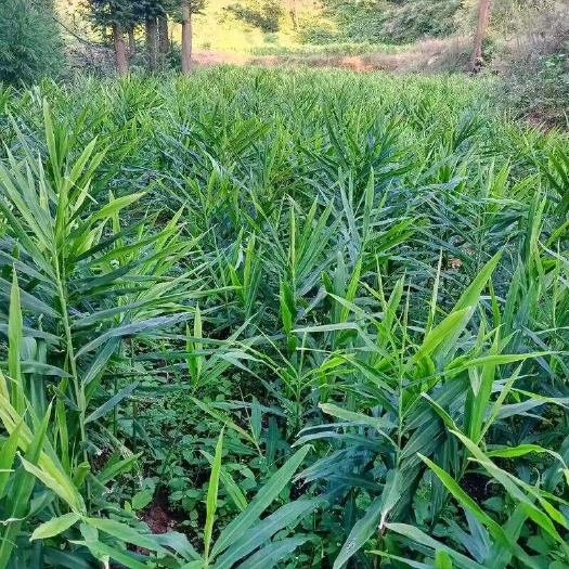 关岭县山地姜，地址贵州安顺关岭