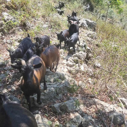 山羊，黑山羊，绵羊，大量现货，可来店咨询