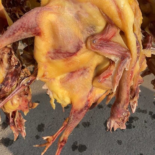 沙洋县腊鸡  香辣散养土鸡