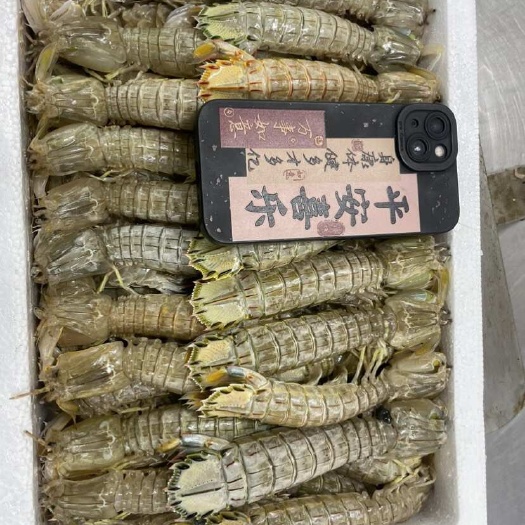 东港市皮皮虾、虾爬子、咕虾