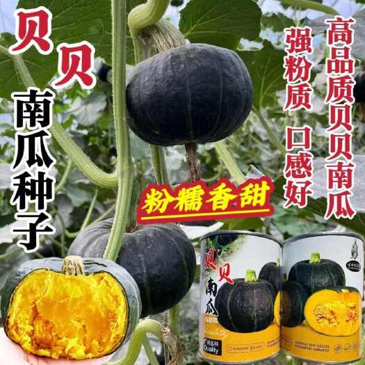 沭阳县秦蔬贝贝南瓜种子粉甜糯贝贝南瓜种子果肉橘黄色肉厚香甜小南瓜种