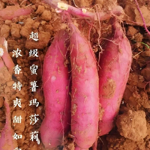 烟台精品玛莎丽红薯，规格100克至500克