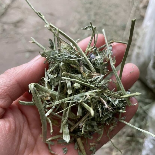 无棣县苜蓿草草场直发