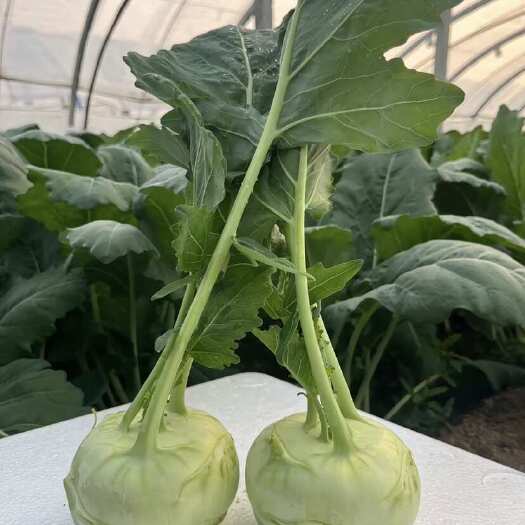 邯郸水果苤蓝