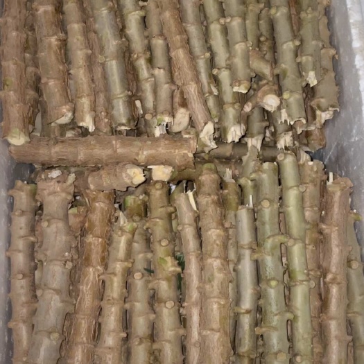 灵山县黄肉木薯种苗