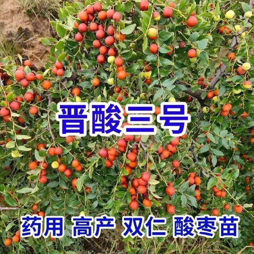 绛县晋酸三号药用双仁酸枣苗 耐成活