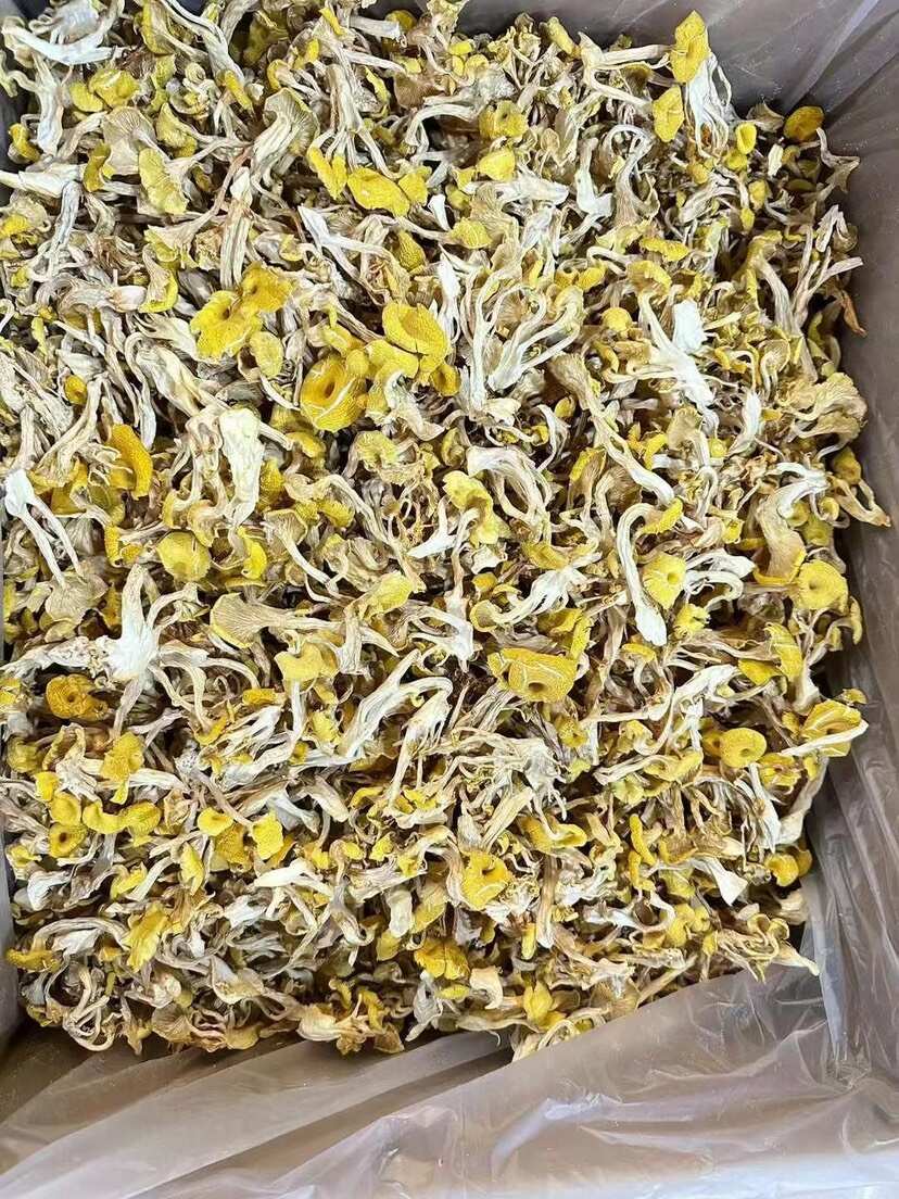 云南昆明官渡区优质鸡油菌快递直达