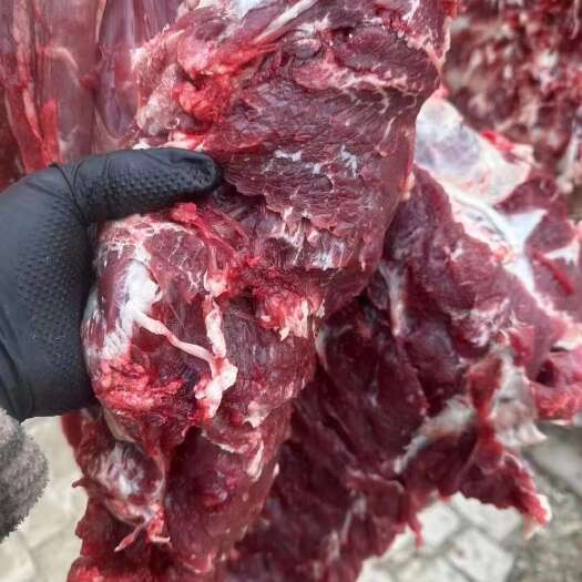 阳信县牛肉牛四分体价格低，纯干货，十几元一斤价格低