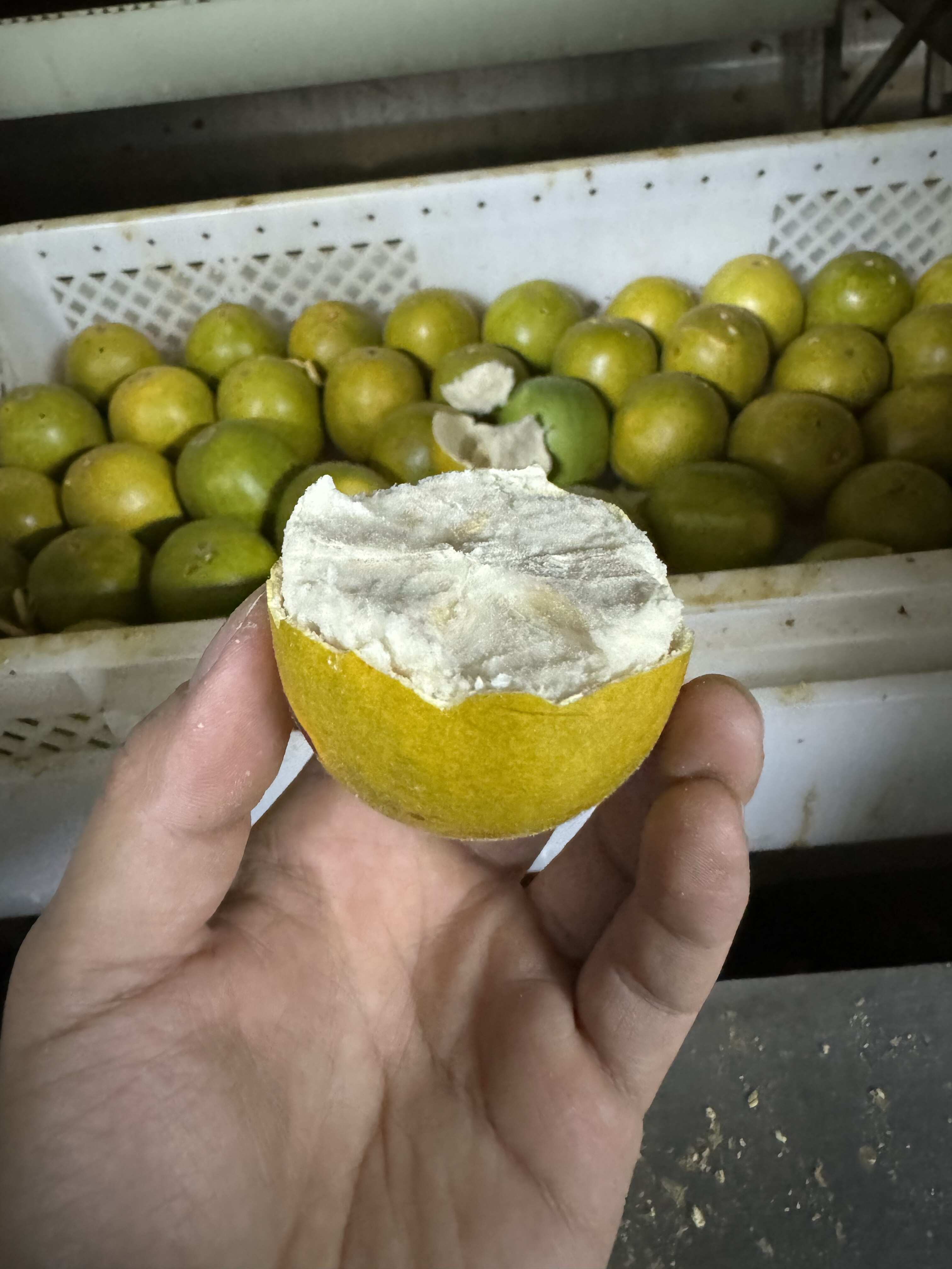 脱水罗汉果青皮原色批发散批厂家直发广西桂林原产地