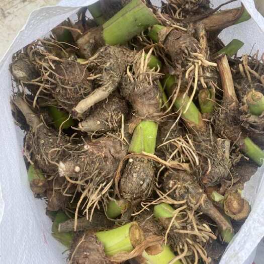 荔浦芋头种子