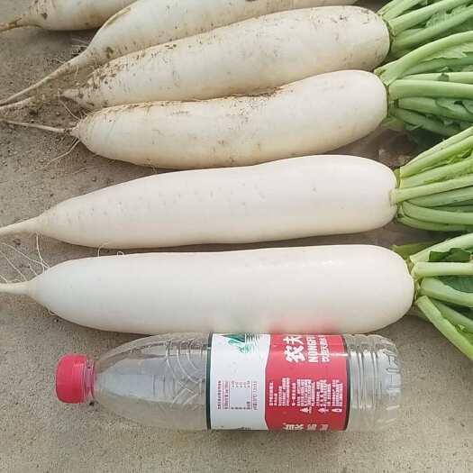 广水市白萝卜 湖北省随州市广水市 1.5~2斤