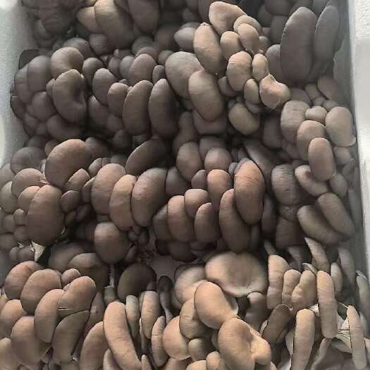 东营蘑菇