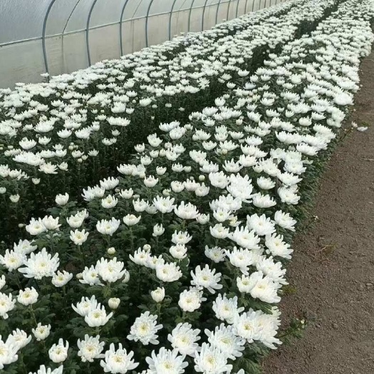 新沂市杆粗细均匀