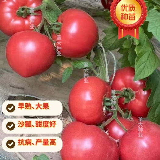 早春、越冬大口感粉果番茄苗—沙瓤 甜度好 大果 水果西红柿苗