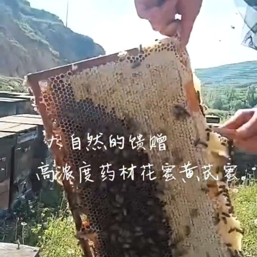 岷县岷县黄芪蜜 纯野生黄芪蜜