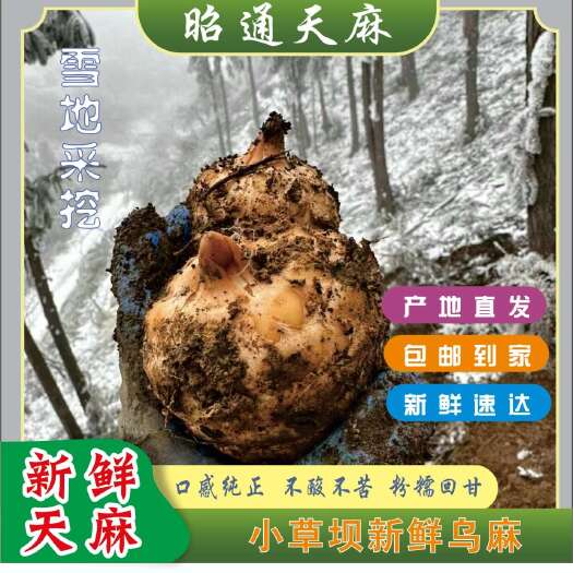 （巨惠）天麻小草坝三年生长4—5个一斤现挖现发售后有保障