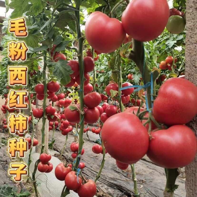 毛粉802西红柿种子大果潘茄种子蔬菜种子