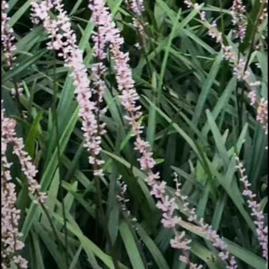 沭阳县阔叶麦冬