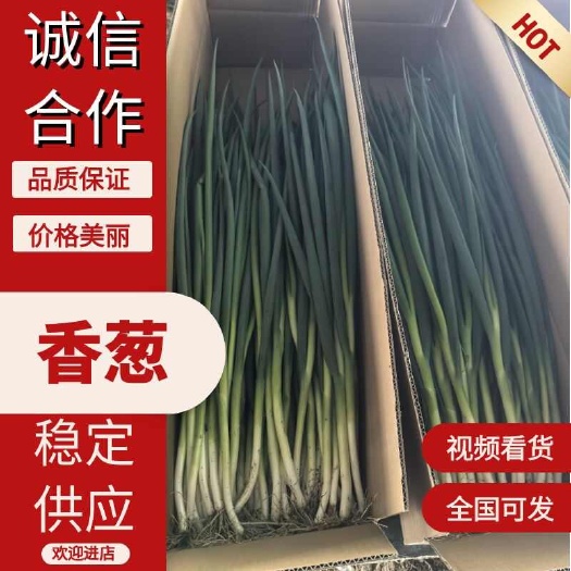 小葱 香葱 生态种植 暖棚长白