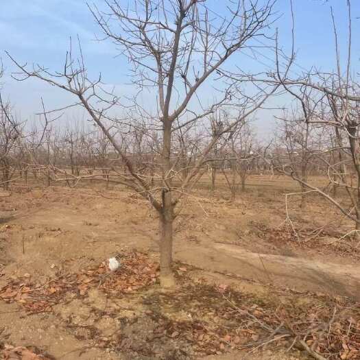 绛县芒果柿子树 8公分红灯笼柿子树基地