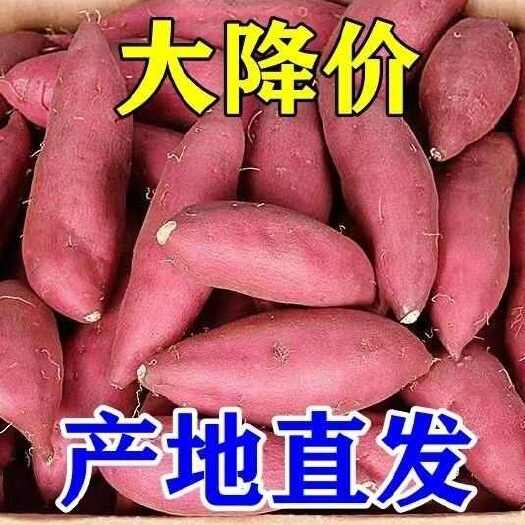 乐山南薯八号