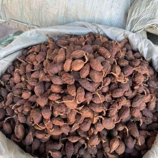 玉林草果