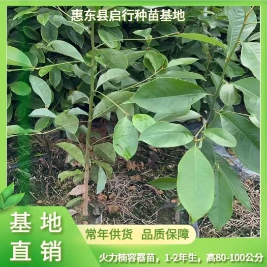 火力楠容器袋苗林木种子生产经营许可证持有商家 发货广东惠东