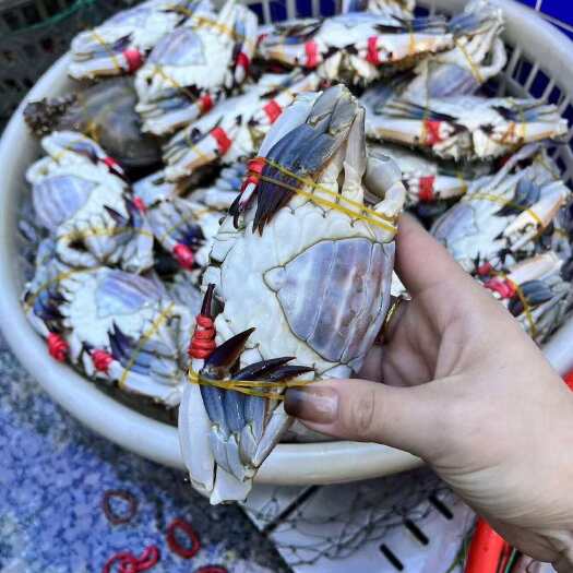 东港市东港酱母蟹4-5两5-6两6-7两重量不同，价格不同