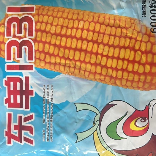 葫芦岛东单1331玉米种子