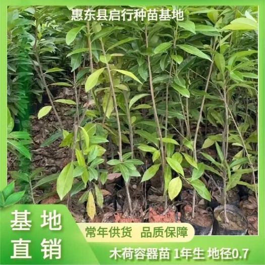 广东惠东县供应容器木荷苗 高度0.8-1.2米