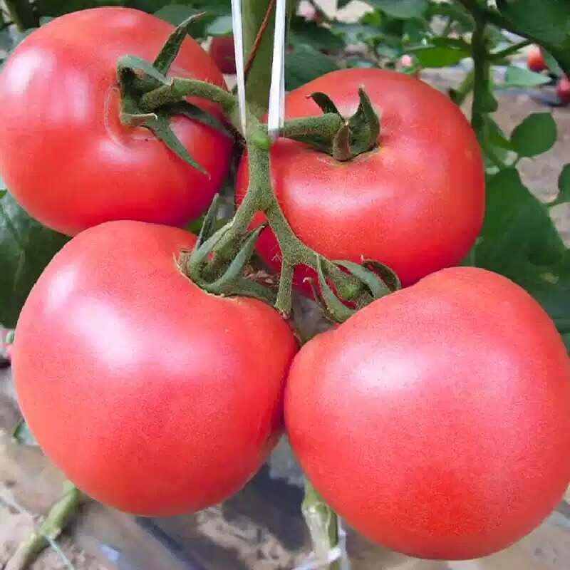 毛粉802西红柿种子大果潘茄种子蔬菜种子