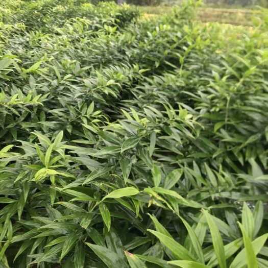 石柱百亩黄精等老板