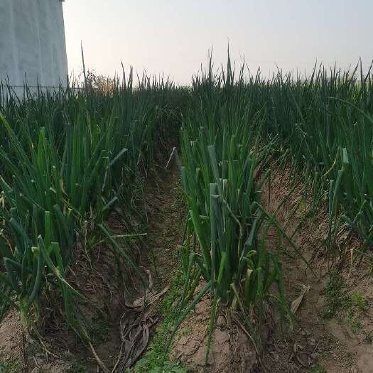 南乐县河南濮阳优质大葱新鲜直达
