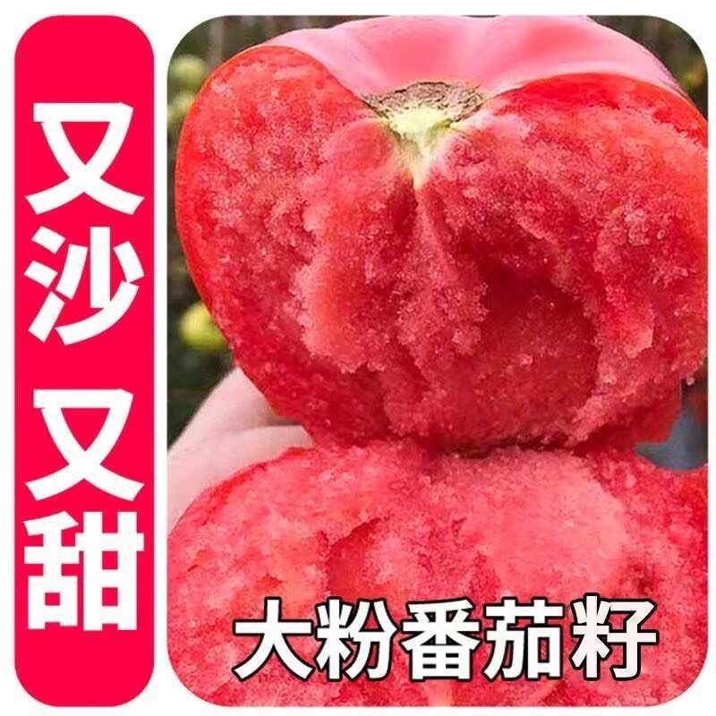 毛粉802西红柿种子大果潘茄种子蔬菜种子