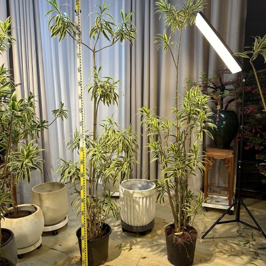 各种规格金边百合竹，海南自家基地直供货源，广州花博园现货！