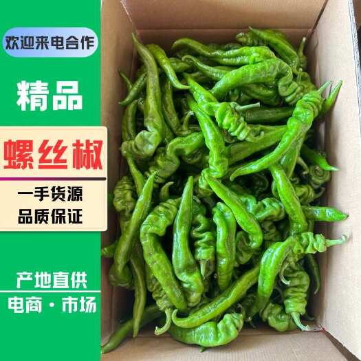 雷州市螺丝椒 陇椒 广东螺丝椒 鲜辣椒 产地直销一手货源 供应全国