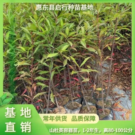 山杜英造林苗木广东惠州发货优质乔木绿化树种