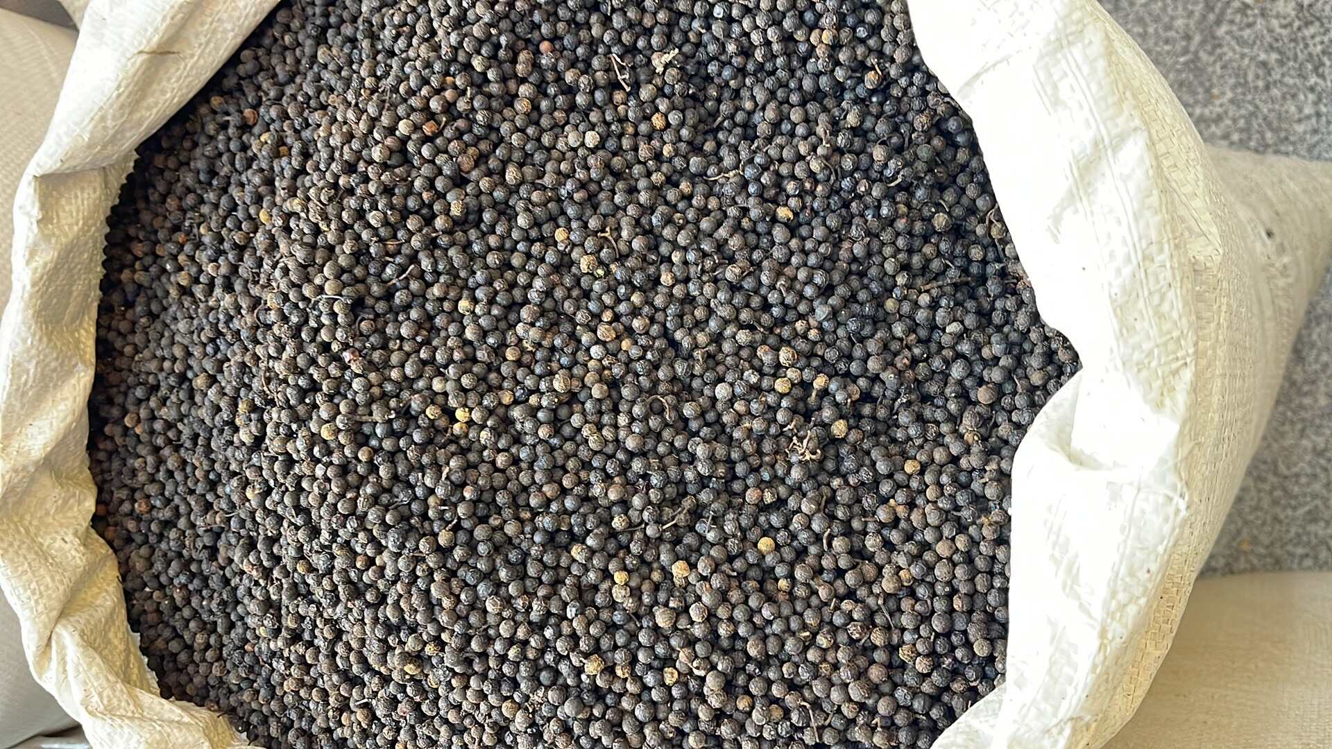 木姜子山苍子筚橙茄中药材山胡椒 黑胡椒野生