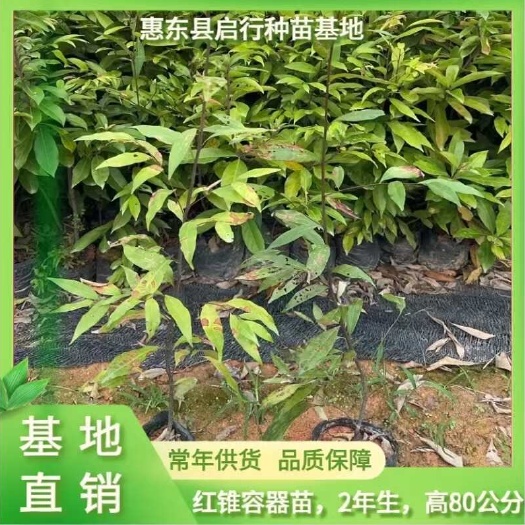 红椎树苗 广东惠东县优质供应 林木种子许可认证