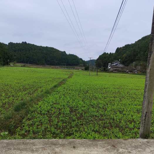 盐亭县豌豆尖