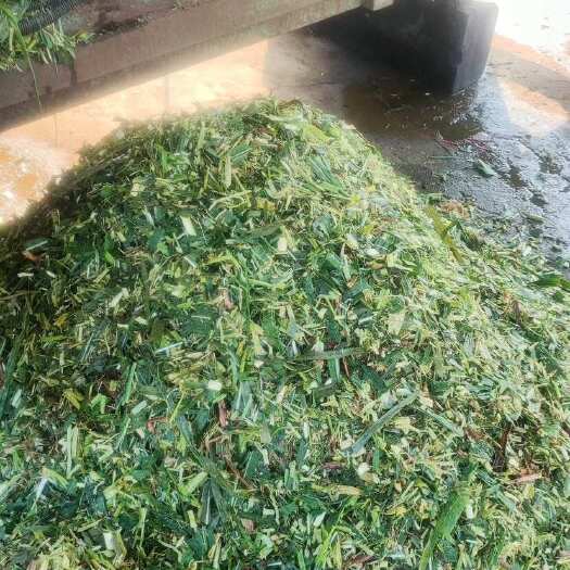 来宾优质甘蔗叶青贮压包