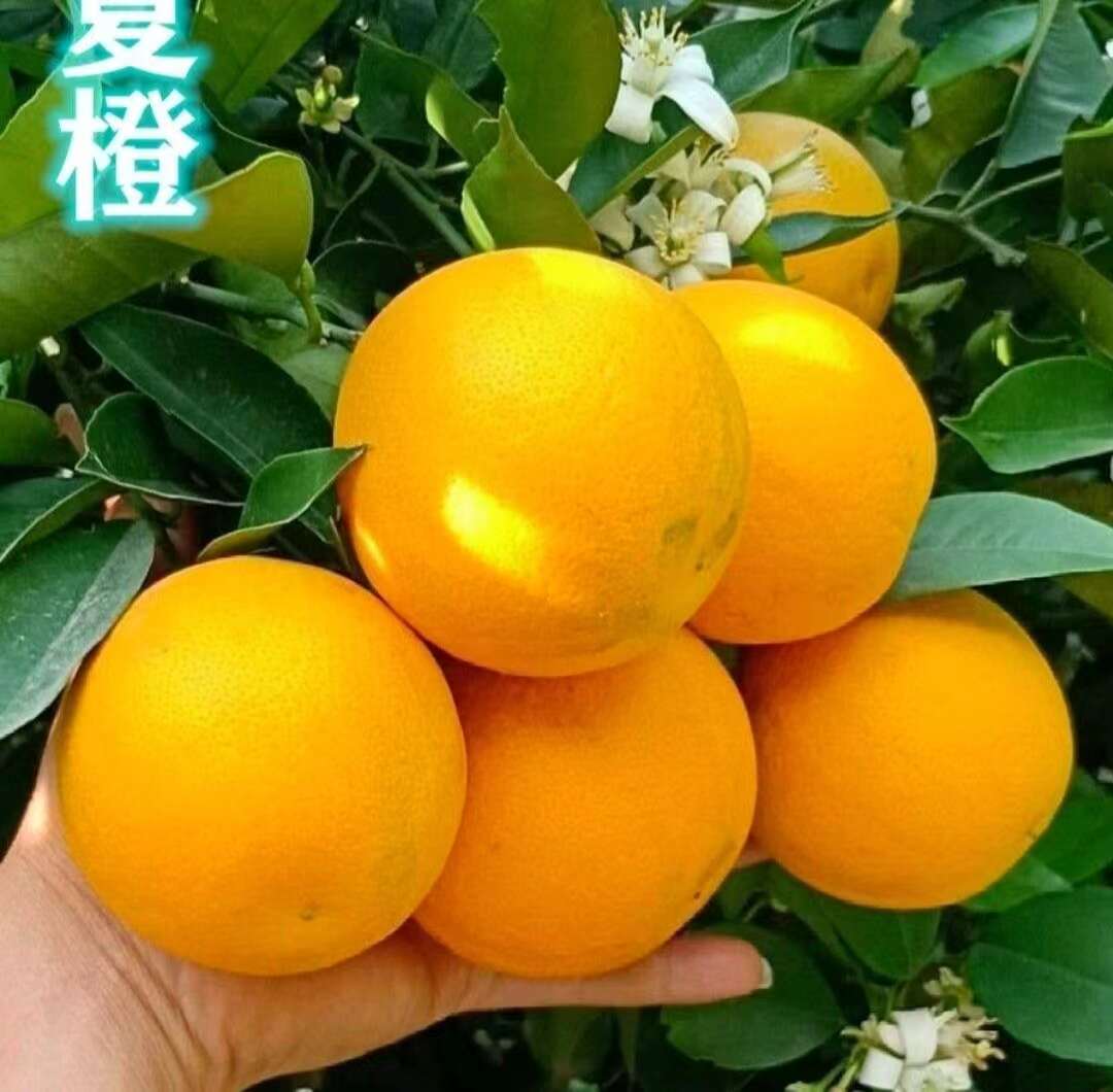 《热卖》秭归脐橙，长虹，纽荷尔电商社团市场商超外贸出口