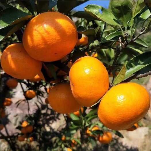 涌泉蜜橘