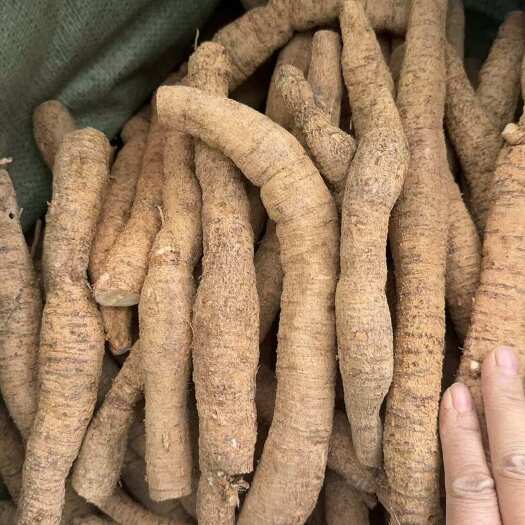 粉质小牛大力薯